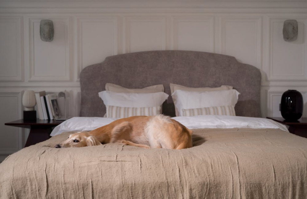 Beter slapen met je huisdier? Ontdek de wetenschap en de rol van de Slaapwel matras!