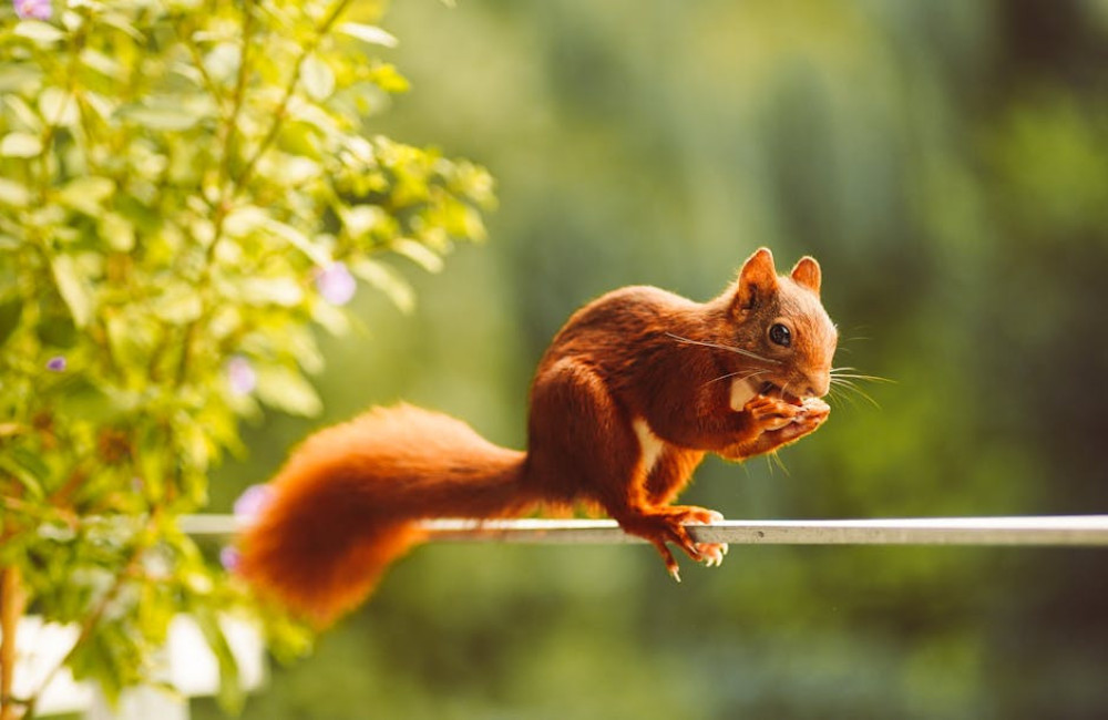 Wat te doen als uw kat plastic eet? Oorzaken en tips voor bezorgde baasjes