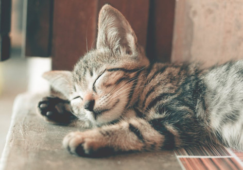 Waarom plast mijn kat naast de kattenbak en wat kan ik eraan doen?