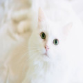 Kunnen honden en katten samen in één huis leven?