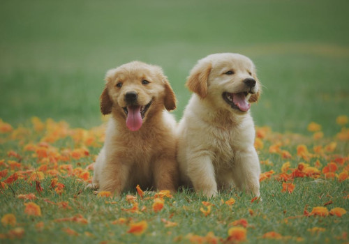 Welke formaat hondenmand voor een kleine hond?
