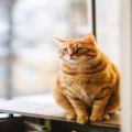 Waarom spuugt mijn kat haar eten steeds uit en wat kan ik eraan doen?