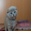 Waarom spinnen katten en wat betekent het voor hun gezondheid?