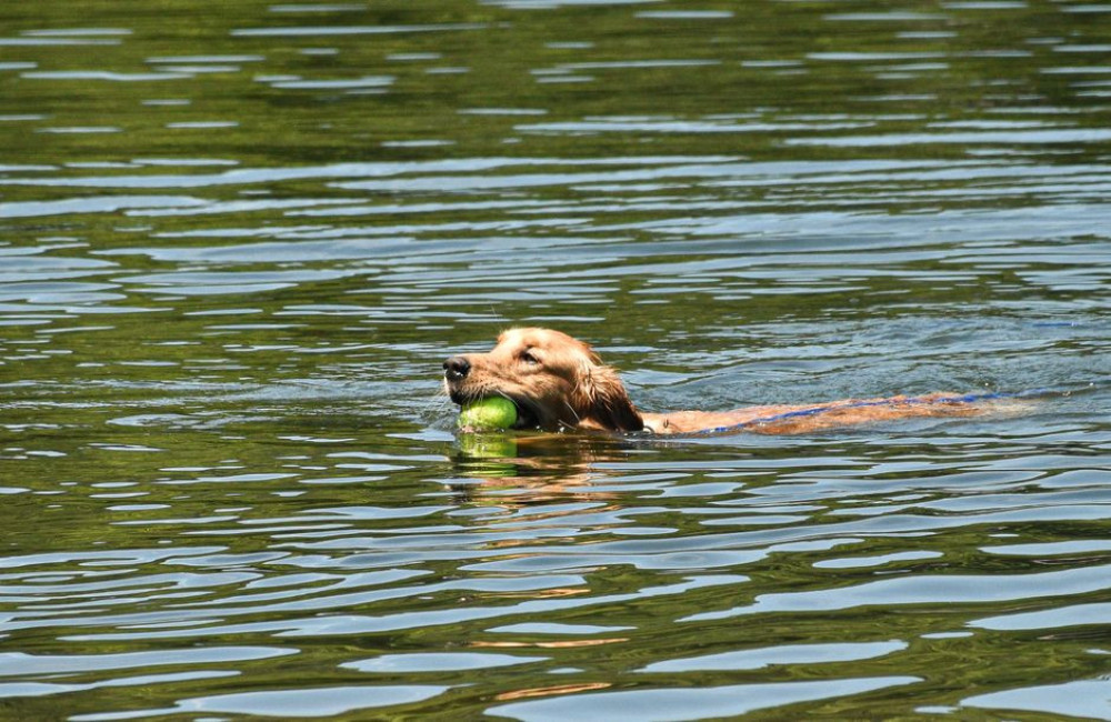 Hoe gevaarlijk is blauwalg voor je hond en hoe herken je het in juli?