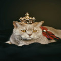 Waarom miauwen katten's nachts?