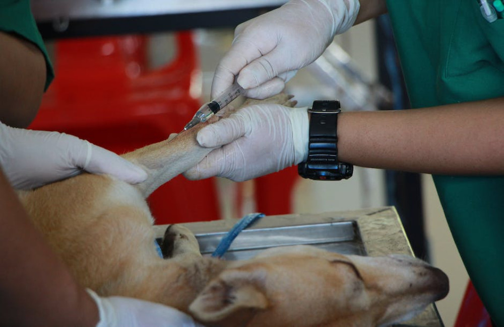 Dierenartsen dringen aan op verplichte dierenverzekering in Nederland