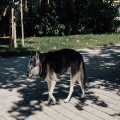 Vanaf welke temperatuur is asfalt te heet om je hond op te laten lopen?