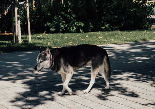 Vanaf welke temperatuur is asfalt te heet om je hond op te laten lopen?