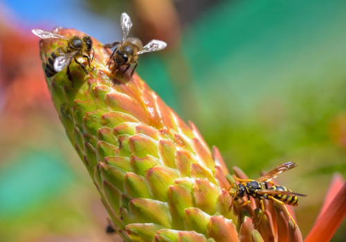 Dit zijn de 9 meest voorkomende wespensoorten in Nederland