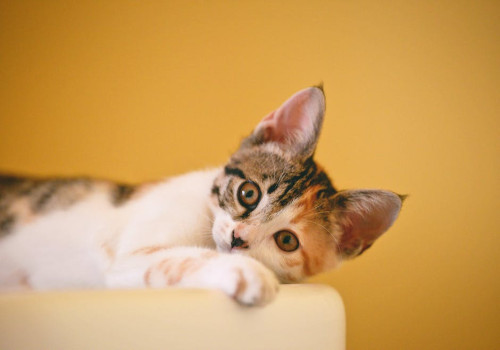 Wat heb je allemaal nodig voor een kat?