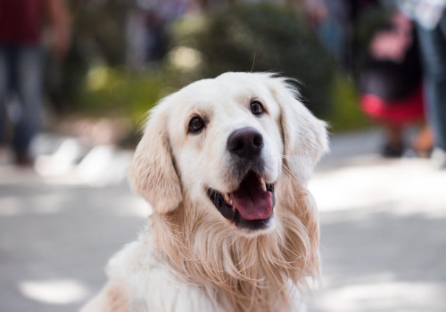 Hond mee op vakantie naar Castelsardo? Boek een appartement!