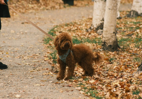 Waarom zijn labradoodles een populaire kruising?