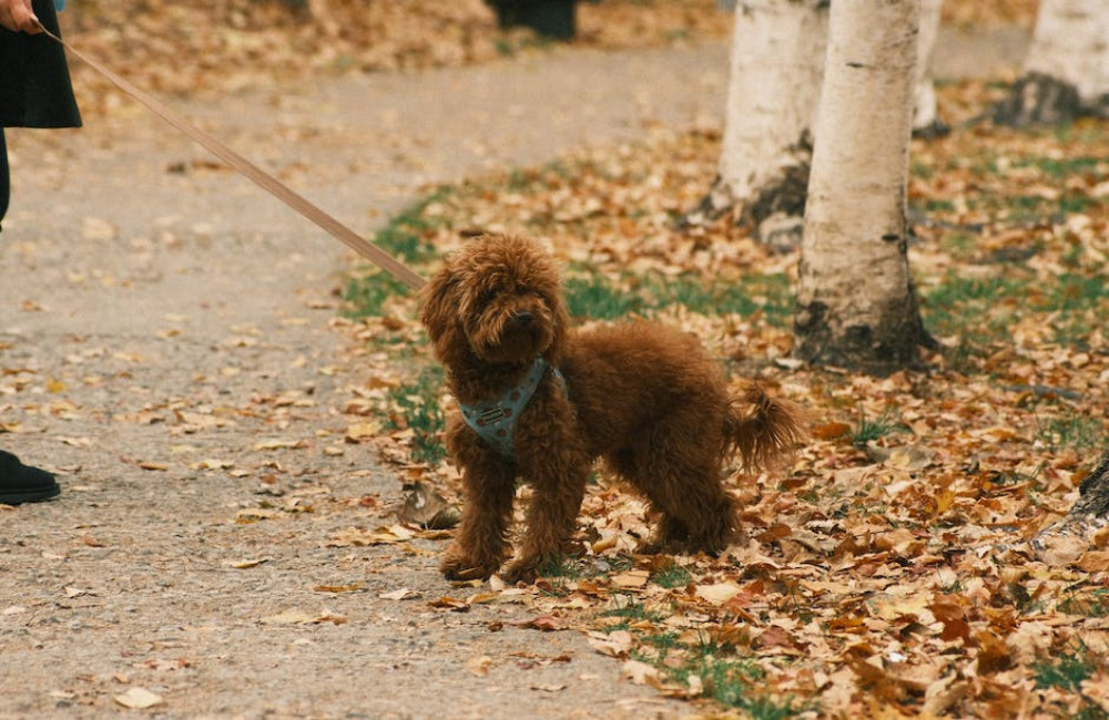 Waarom zijn labradoodles een populaire kruising?