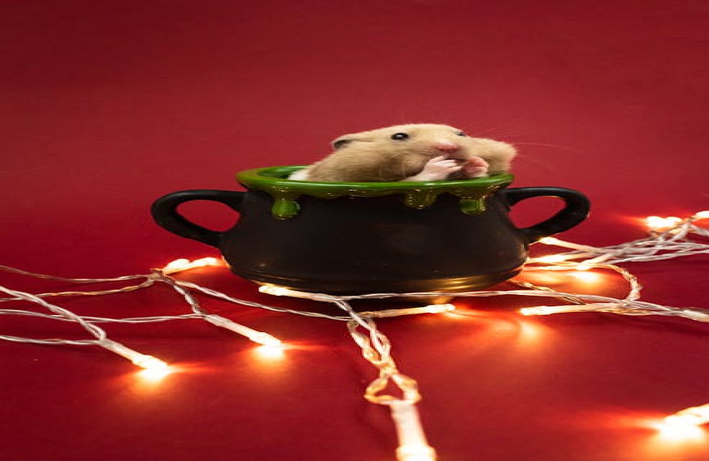 Hoe oud kan een gemiddelde hamster worden?