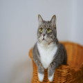 Waarom spinnen katten? Dit is wat dit bijzondere gedrag betekent