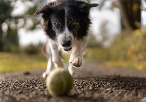 Waar moet je op letten als je een hond neemt?