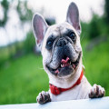 Je hond extra verwennen tijdens de feestdagen? Lees deze 4 adviezen!