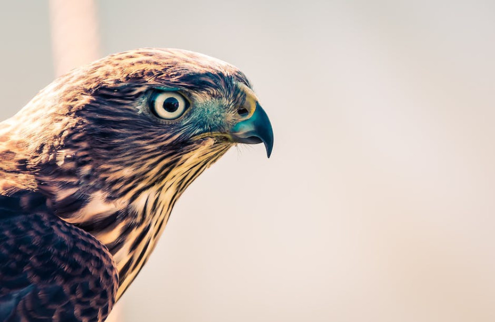 Welke wilde dieren komen voor op Kreta?