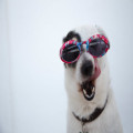 Zijn honden welkom op een Griekse camping?