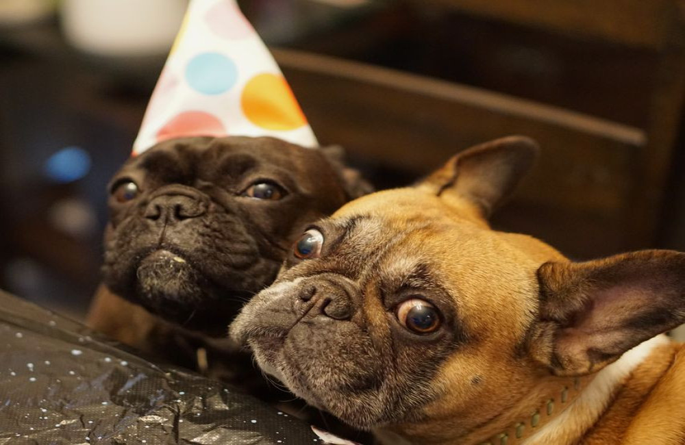 Tandvriendelijk speelgoed voor je hond: waarom niet elke bal geschikt is