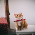 Waarom slaapt een kat overdag zoveel? Dit is de opvallende reden