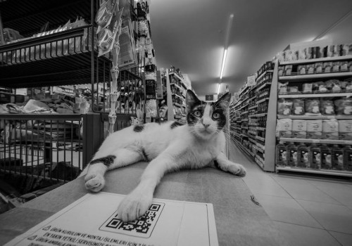 Eigen dierenwinkel beginnen? Dit heb je allemaal nodig!
