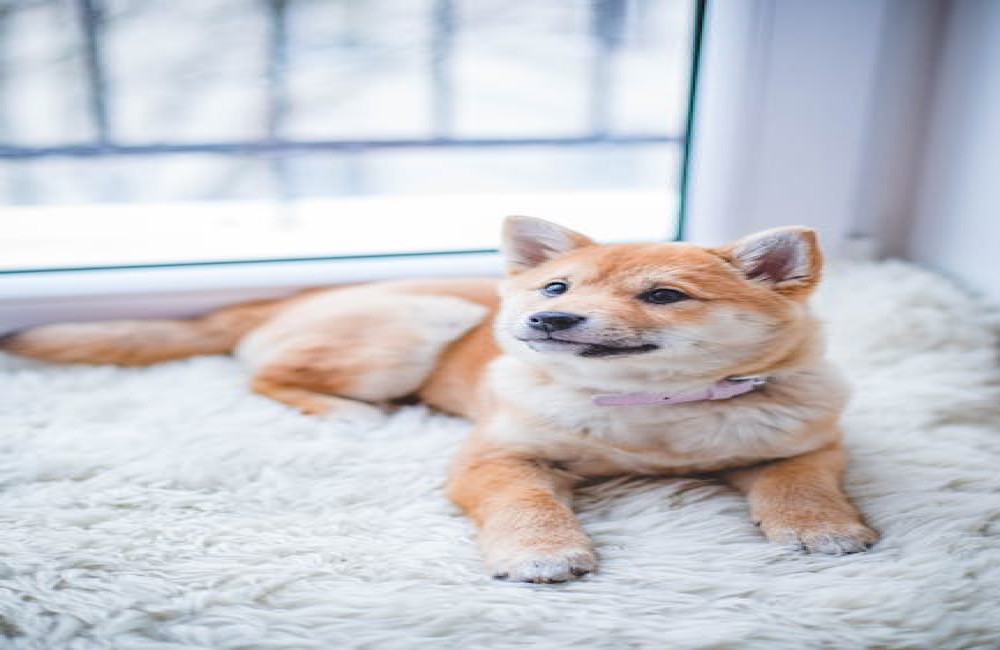 Hoeveel slaap heeft een hond eigenlijk nodig?