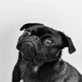 Waarom ruikt mijn hond opeens zo sterk uit zijn bek?