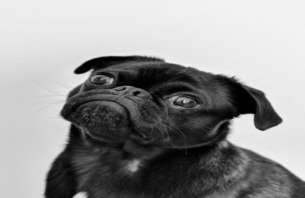 Waarom ruikt mijn hond opeens zo sterk uit zijn bek?