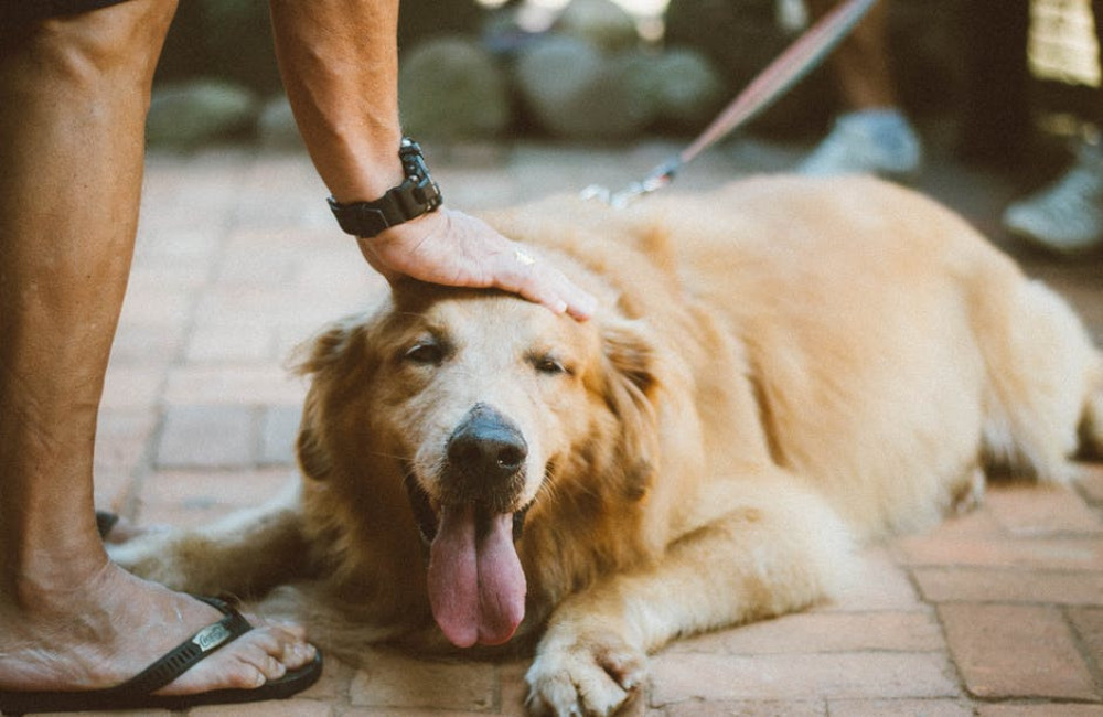 Wat moet je allemaal regelen als je een hond in huis haalt?