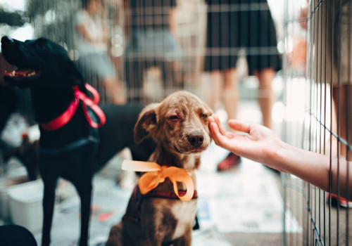 Een oppas voor je hond, waarom?