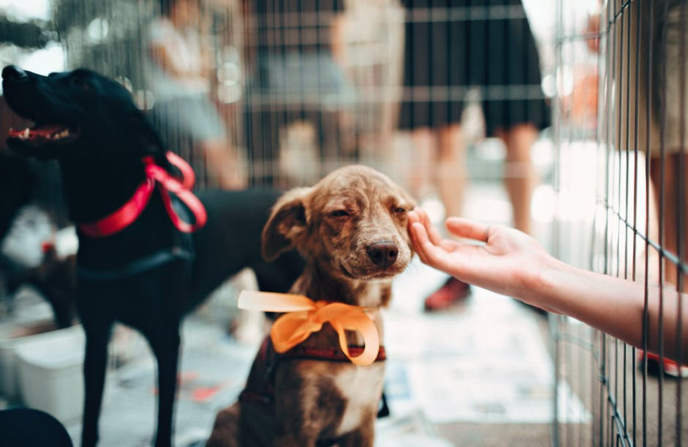 Een oppas voor je hond, waarom?