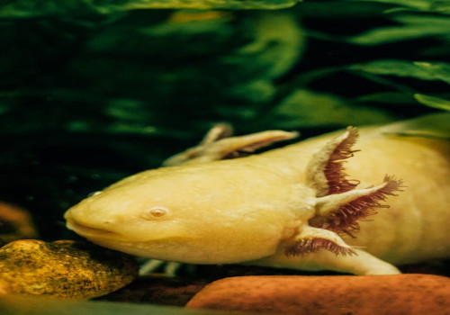 Hoe ziet een axolotl eruit en waarom blijft hij zijn hele leven een larve?