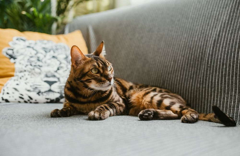 Hoeveel gram droogvoer per dag heeft een binnenkat van 4 kilo in de winter nodig?