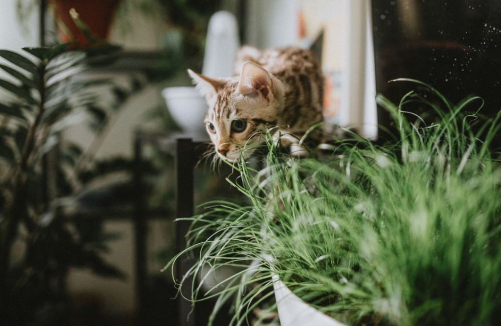 Salvia giftig voor katten? Dit moet je als katteneigenaar weten
