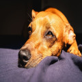 Hoeveel weken voor oud en nieuw begin je met vuurwerktraining voor je hond?