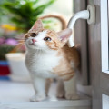 Waarom spinnen dieren? Dit is wat het betekent als jouw dier spint