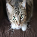 Waarom spinnen katten en wat betekent het voor hun gedrag?