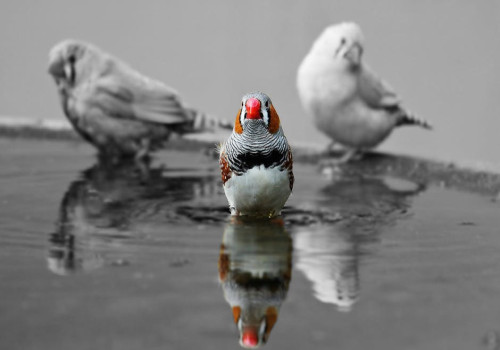 Hoe kies je een vogelkooi buiten (volière) voor je vogel?