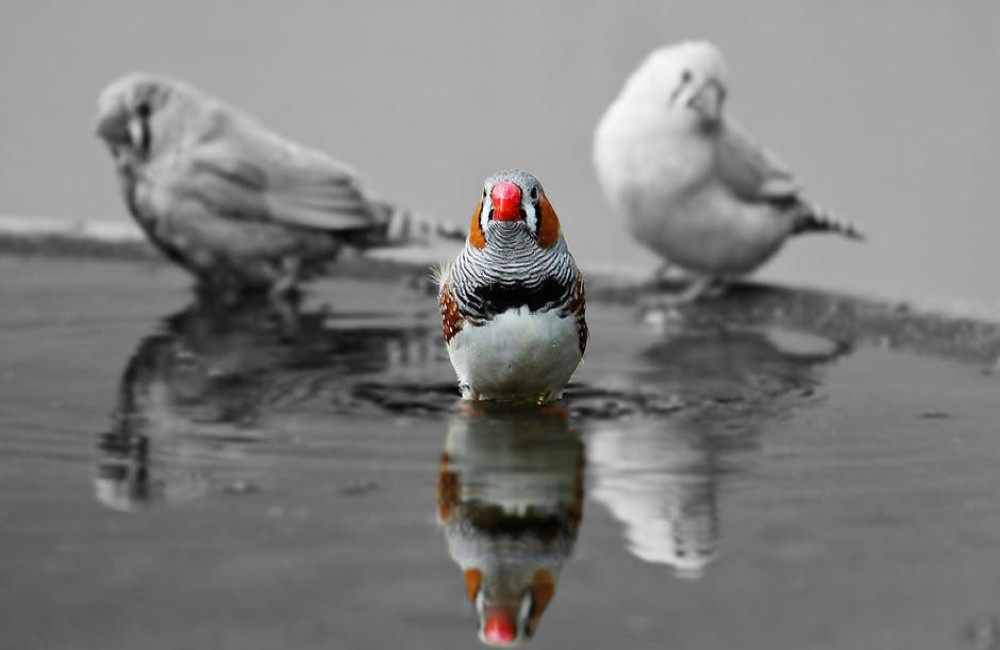 Hoe kies je een vogelkooi buiten (volière) voor je vogel?