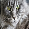 Hoe verzorg je een Maine Coon-kat?