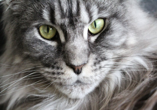 Hoe verzorg je een Maine Coon-kat?