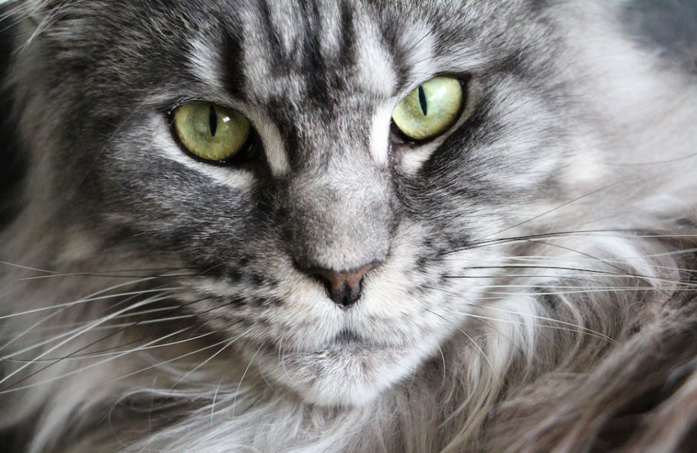 Hoe verzorg je een Maine Coon-kat?