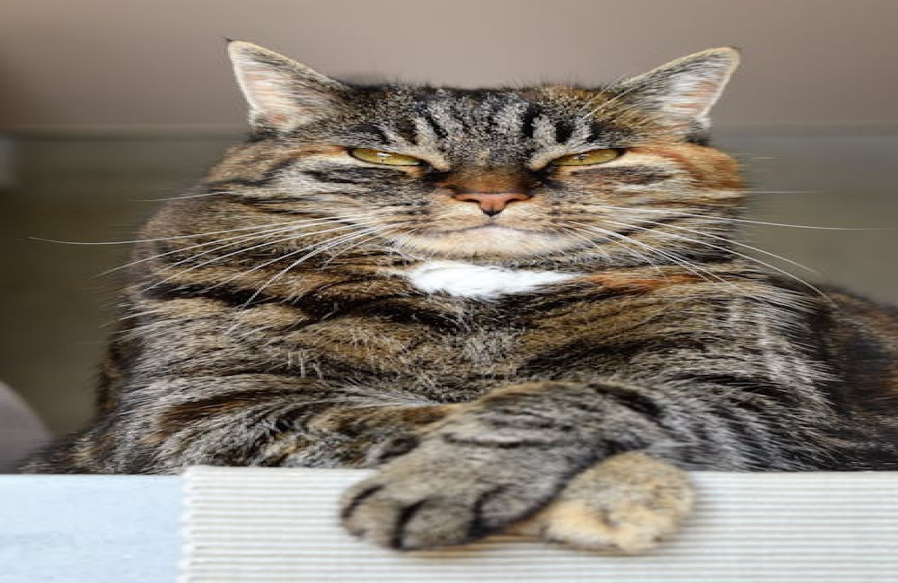 Waarom eet mijn kat zijn brokjes niet meer? Dit kunnen de oorzaken zijn