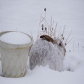 Kan een konijn in een buitenhok bij -10 graden blijven of moet hij naar binnen?