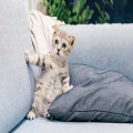 Waarom stopt mijn kat ineens met eten? Mogelijke oorzaken en oplossingen