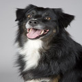 Waarom eet mijn hond gras en moet ik me zorgen maken?