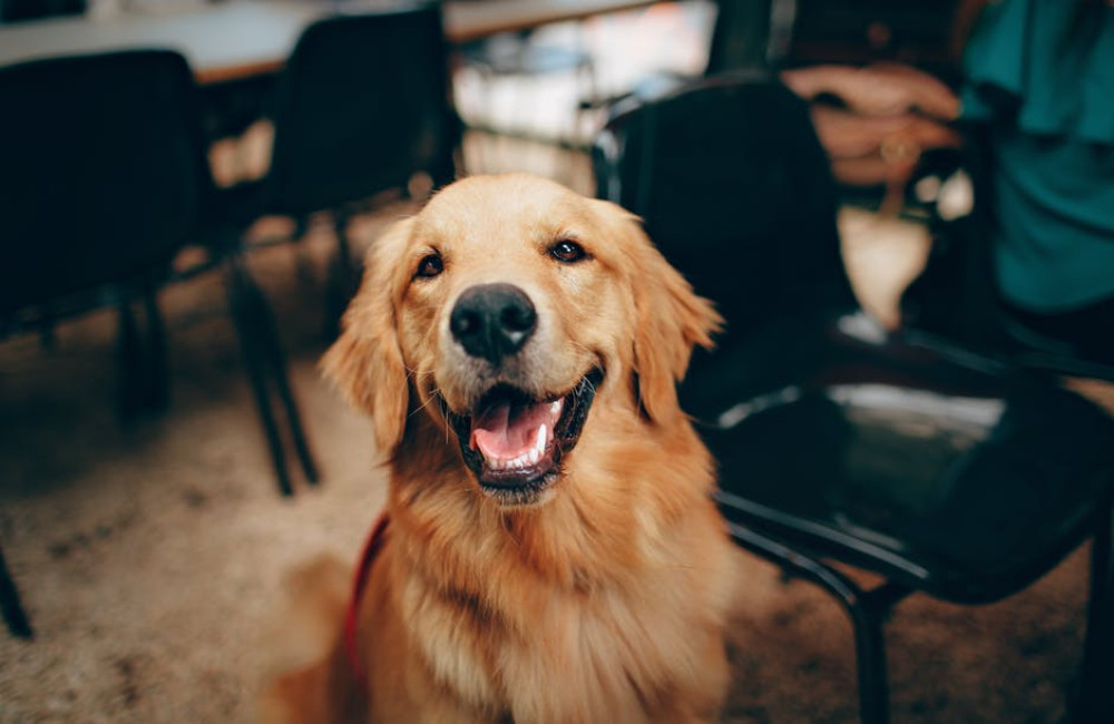 Mag een hond overnachten in ieder hostel?