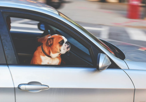 Hond meenemen op vakantie naar Andalusië?