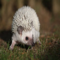 Wat eet een egel? Alles over het dieet van dit schattige stekeldier